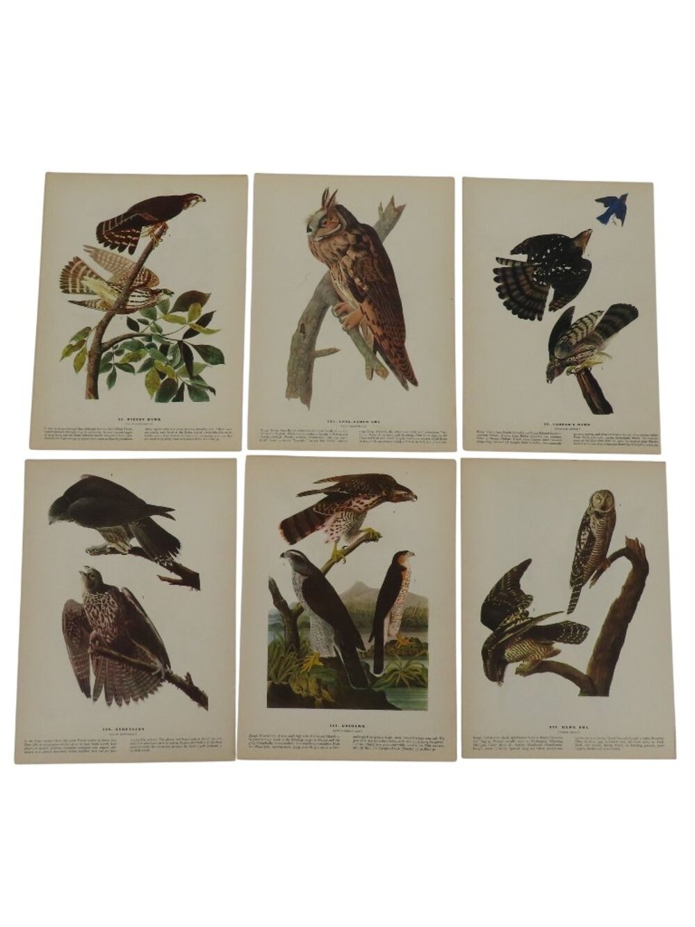 The Birds of America 6 Pages Colored Bird Images Wall Collage Print 1941 Audubon